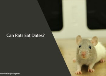 Can Rats Eat Dates