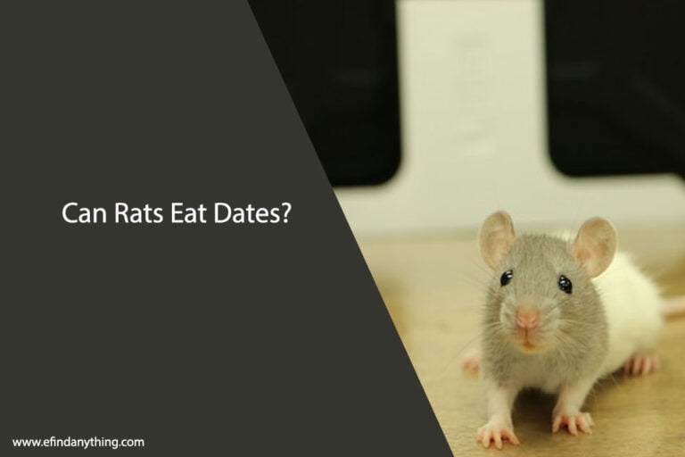 Can Rats Eat Dates