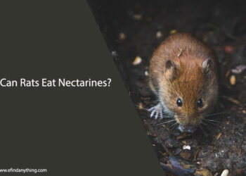 Can Rats Eat Nectarines