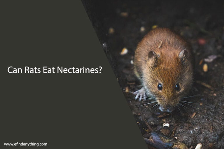 Can Rats Eat Nectarines