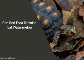Can Red Foot Tortoise Eat Watermelon