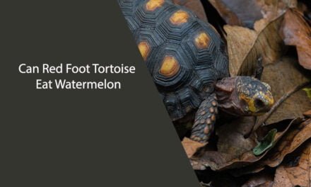 Can Red Foot Tortoise Eat Watermelon