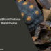 Can Red Foot Tortoise Eat Watermelon