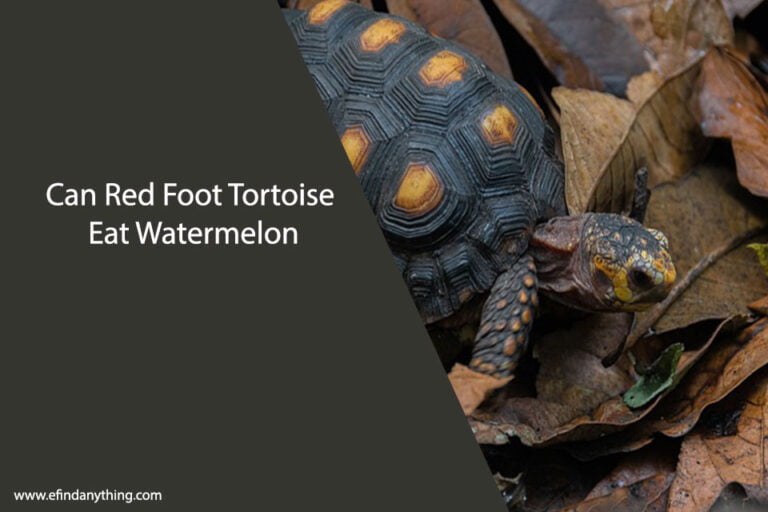 Can Red Foot Tortoise Eat Watermelon