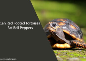 Can Red Footed Tortoises Eat Bell Peppers