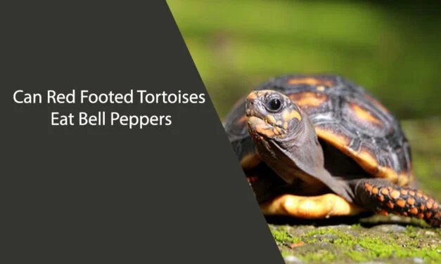 Can Red Footed Tortoises Eat Bell Peppers