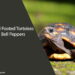 Can Red Footed Tortoises Eat Bell Peppers