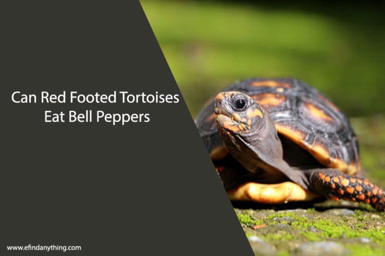 Can Red Footed Tortoises Eat Bell Peppers