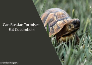 Can Russian Tortoises Eat Cucumbers