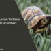 Can Russian Tortoises Eat Cucumbers