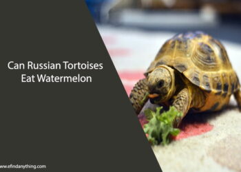 Can Russian Tortoises Eat Watermelon