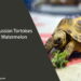 Can Russian Tortoises Eat Watermelon