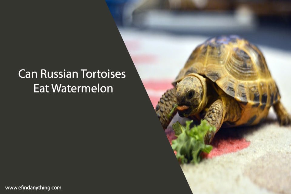 Can Russian Tortoises Eat Watermelon