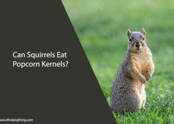 Can Squirrels Eat Popcorn Kernels