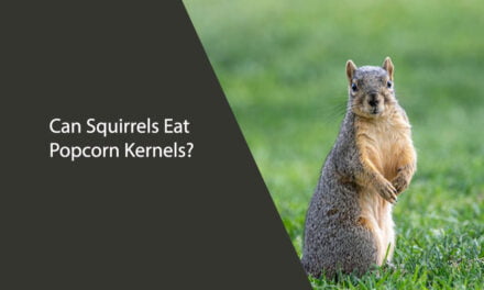 Can Squirrels Eat Popcorn Kernels?