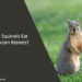 Can Squirrels Eat Popcorn Kernels