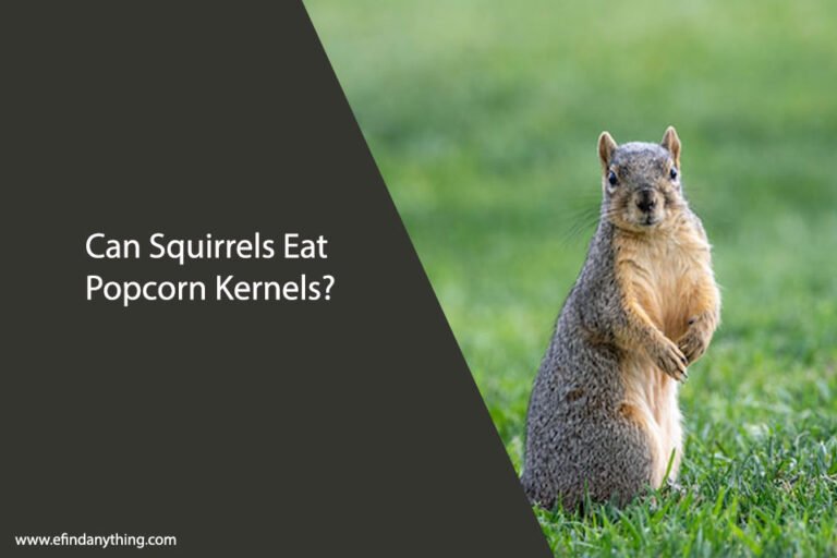 Can Squirrels Eat Popcorn Kernels