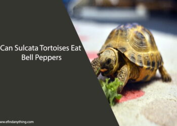 Can Sulcata Tortoises Eat Bell Peppers
