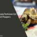 Can Sulcata Tortoises Eat Bell Peppers