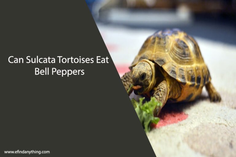Can Sulcata Tortoises Eat Bell Peppers