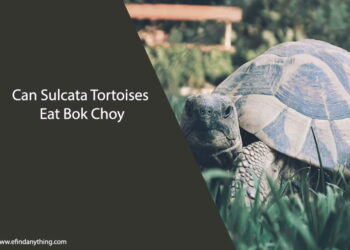 Can Sulcata Tortoises Eat Bok Choy