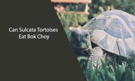 Can Sulcata Tortoises Eat Bok Choy
