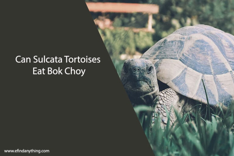 Can Sulcata Tortoises Eat Bok Choy