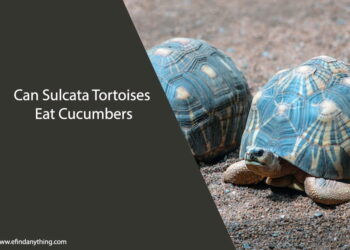 Can Sulcata Tortoises Eat Cucumbers