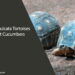 Can Sulcata Tortoises Eat Cucumbers