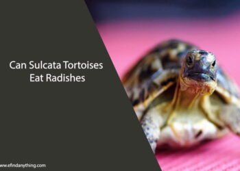 Can Sulcata Tortoises Eat Radishes