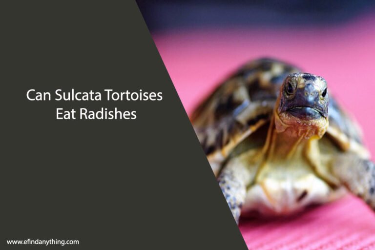 Can Sulcata Tortoises Eat Radishes