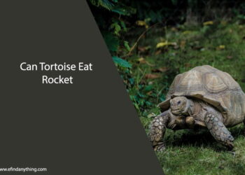Can Tortoise Eat Rocket