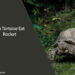 Can Tortoise Eat Rocket