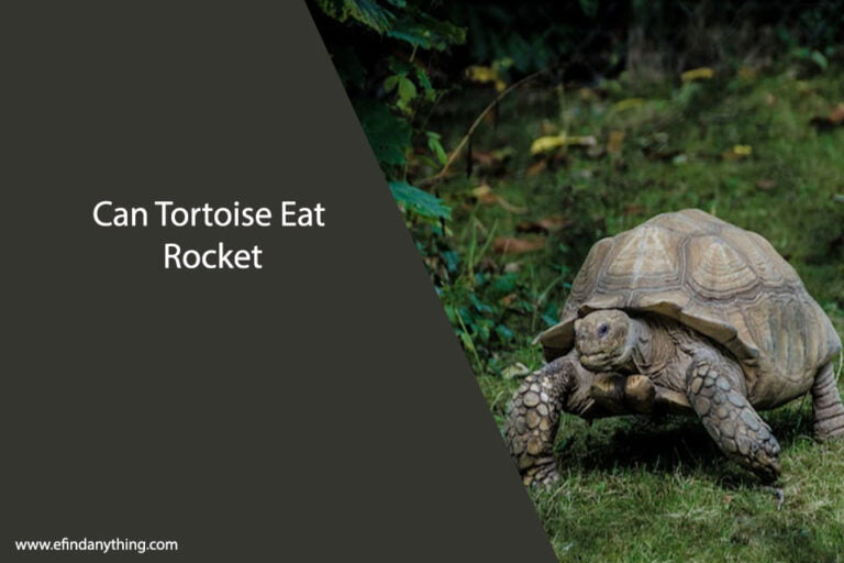 Can Tortoise Eat Rocket