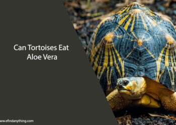 Can Tortoises Eat Aloe Vera