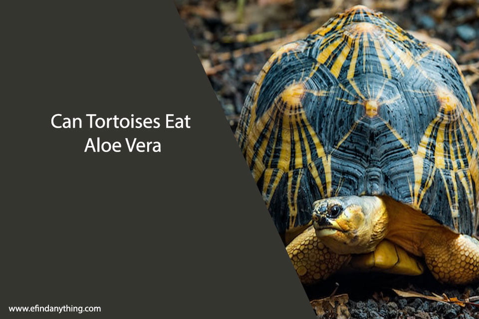 Can Tortoises Eat Aloe Vera? What You Need to Know