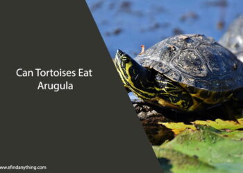 Can Tortoises Eat Arugula