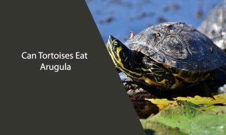 Can Tortoises Eat Arugula.