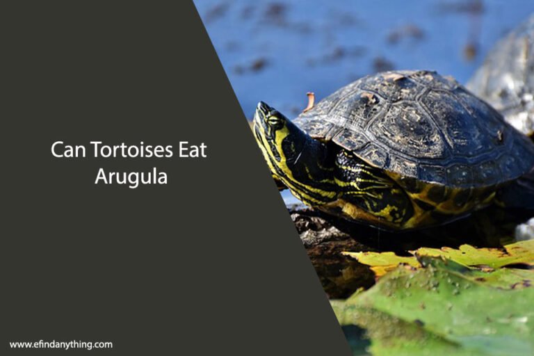 Can Tortoises Eat Arugula