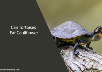Can Tortoises Eat Cauliflower