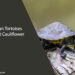 Can Tortoises Eat Cauliflower