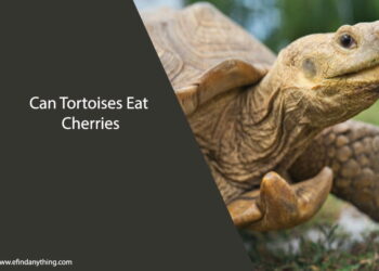 Can Tortoises Eat Cherries