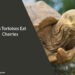 Can Tortoises Eat Cherries