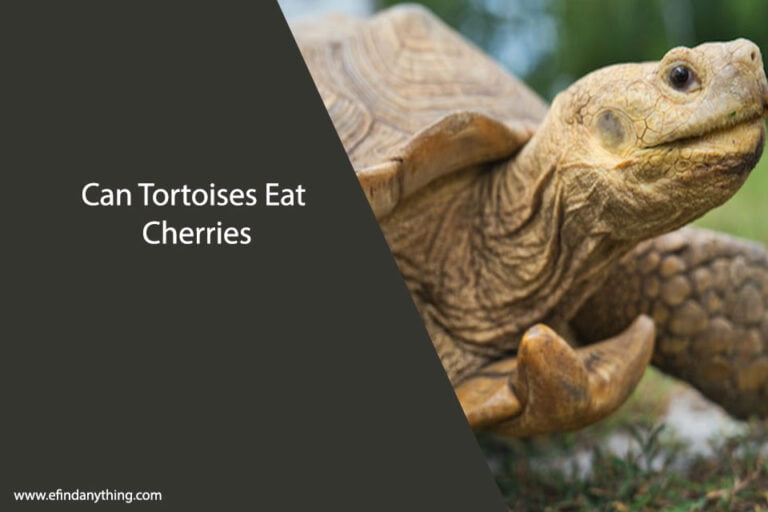 Can Tortoises Eat Cherries