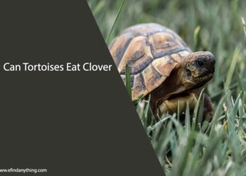 Can Tortoises Eat Clover