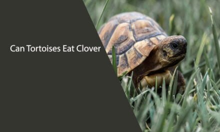 Can Tortoises Eat Clover