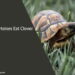 Can Tortoises Eat Clover