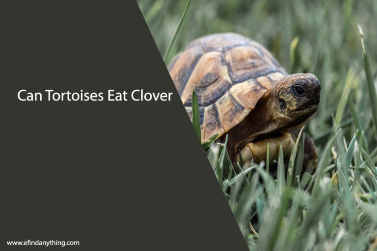 Can Tortoises Eat Clover