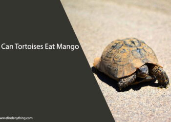 Can Tortoises Eat Mango