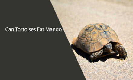 Can Tortoises Eat Mango